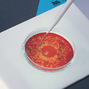 Stainless Contact Pointer